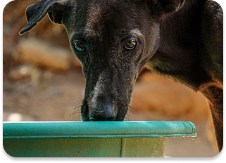 ปุยฝ้าย